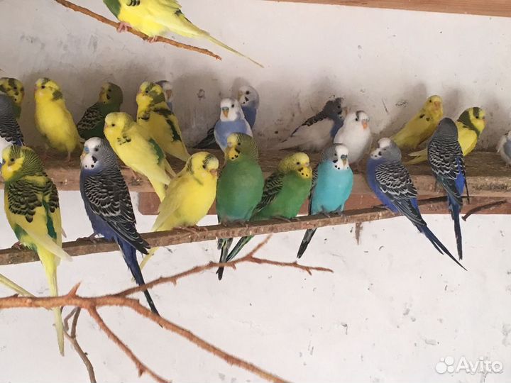 Птенцы волнистики