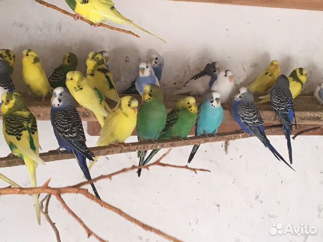 Птенцы волнистики