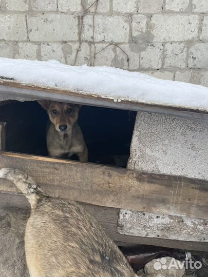 Щенки.Маленькие крошки ищут дом