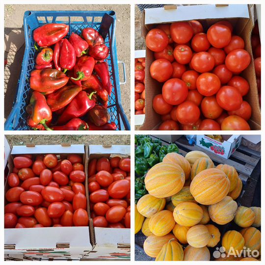 Помидоры