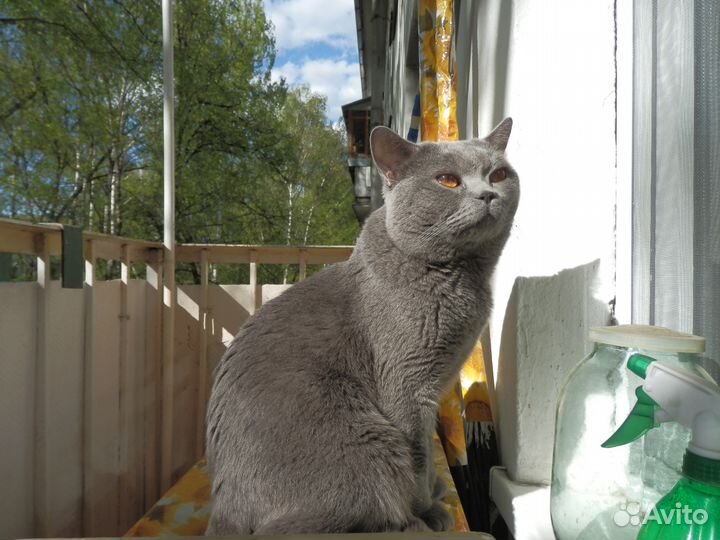 Британский кот международный чемпион. Вязка