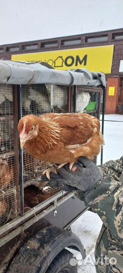 Куры молодки