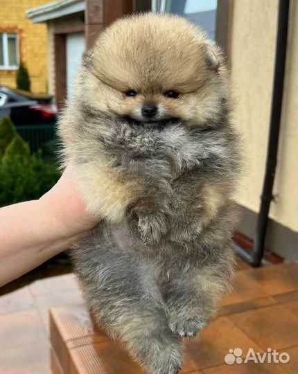 Шпиц миниатюрная девочка