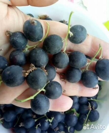 Смородина красная, черная, белая, ежевика