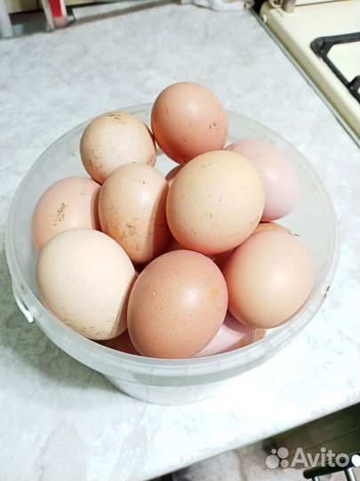 Яйца домашние
