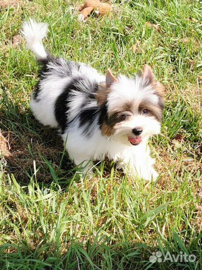 Бивер мальчик