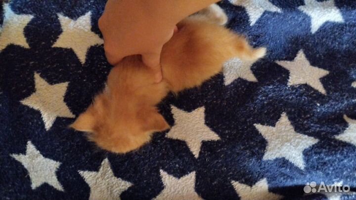 Котята в добрые руки мальчики