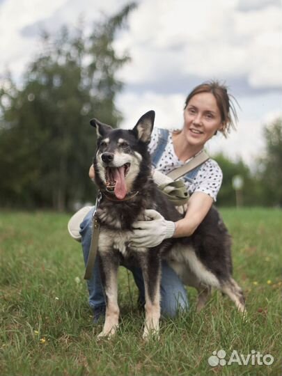 Восточноевропейская овчарка