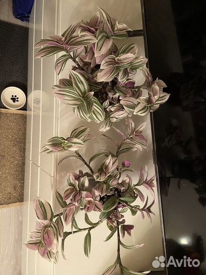 Традесканция пинк хил