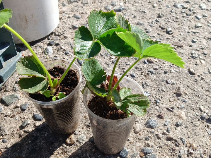 Саженцы клубники