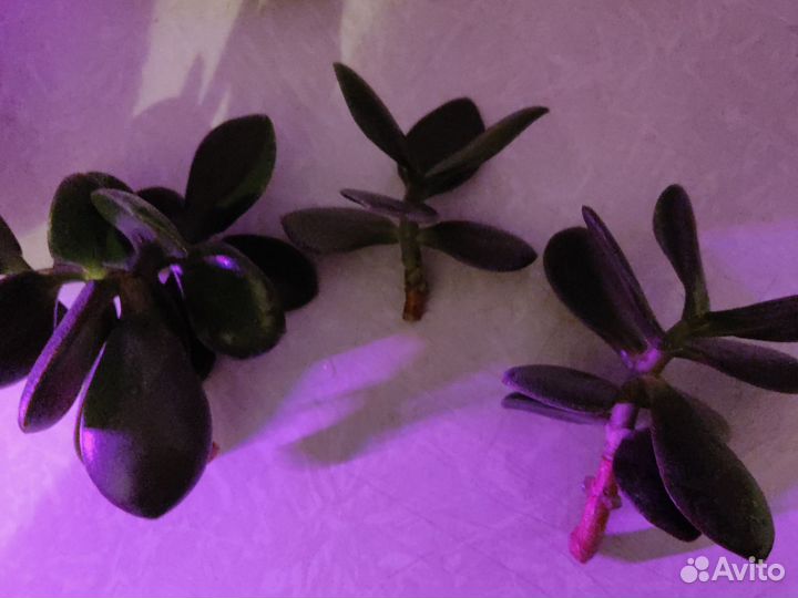 Срезы растения Толстянка