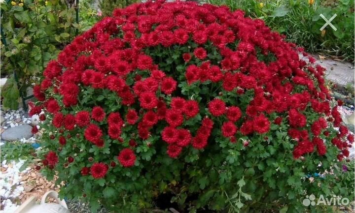 Хризантема шаровидная