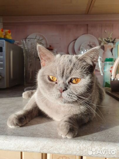Кошки в добрые руки