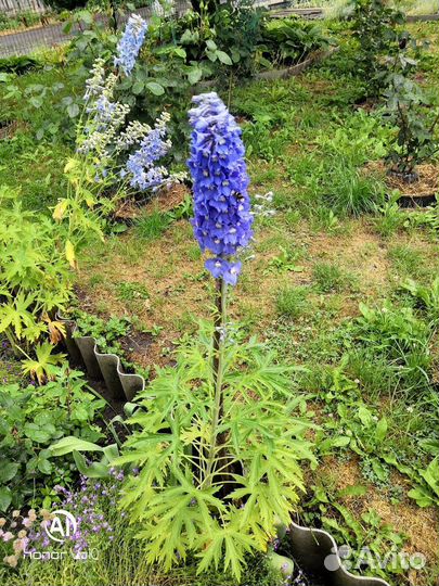 Розы, пионы, дельфиниумы