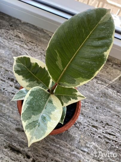 Фикус эластика Тинеке