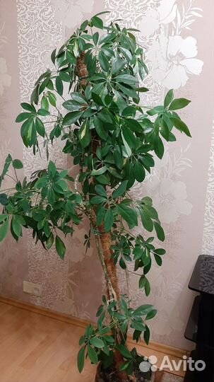 Шефлера