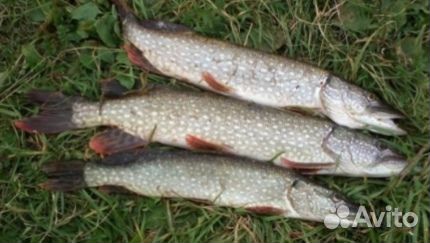 Свежемороженая щука