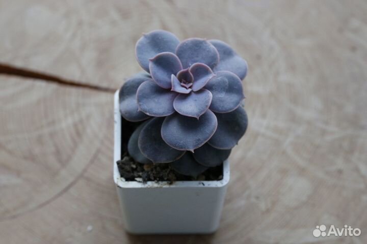 Суккуленты (детки)