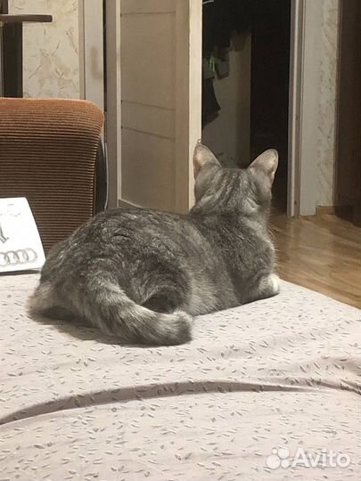Кошка в добрые руки