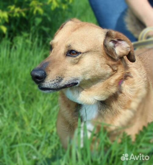 Флиппер из приюта ждет свою семью