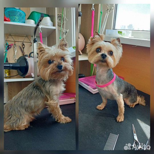 Стрижка собак и кошек.Удаление зубного камня