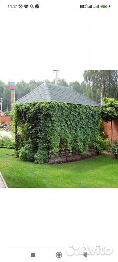 Саженцы девичий виноград