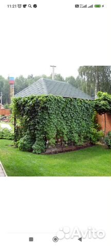 Саженцы девичий виноград