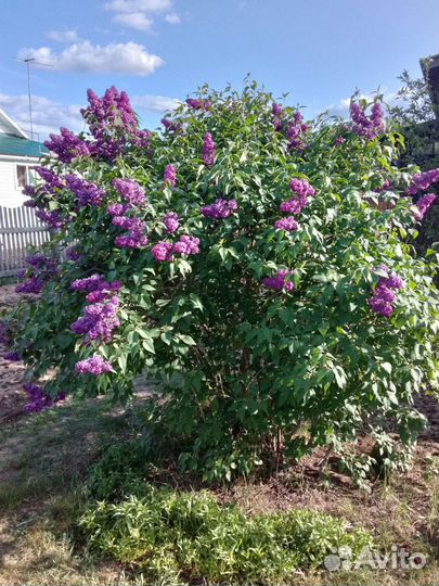 Сирень сортовая