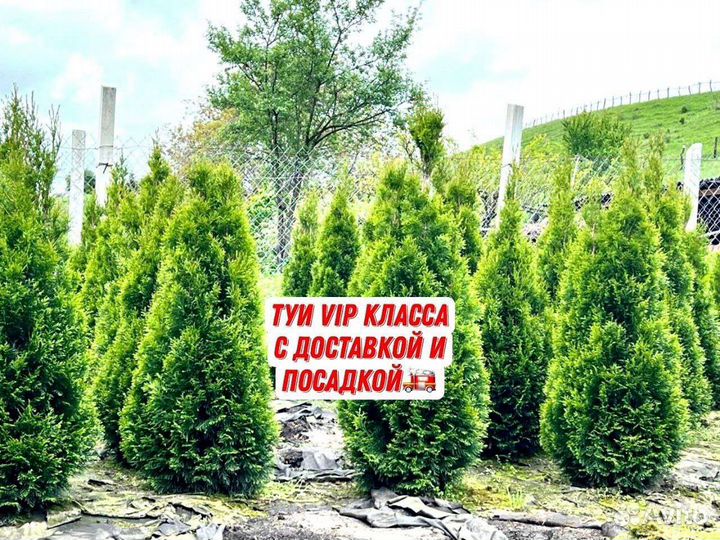 Саженцы туи из голландского черенка с гарантией