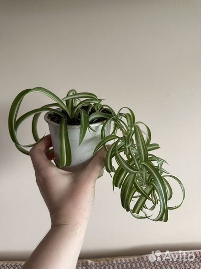 Хлорофитум кудрявый