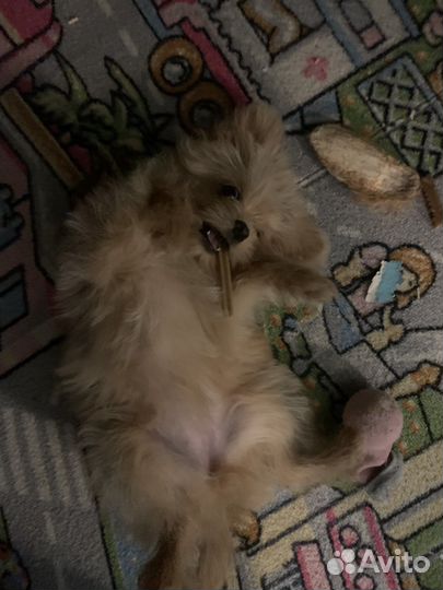 Помапу / Мальтипу