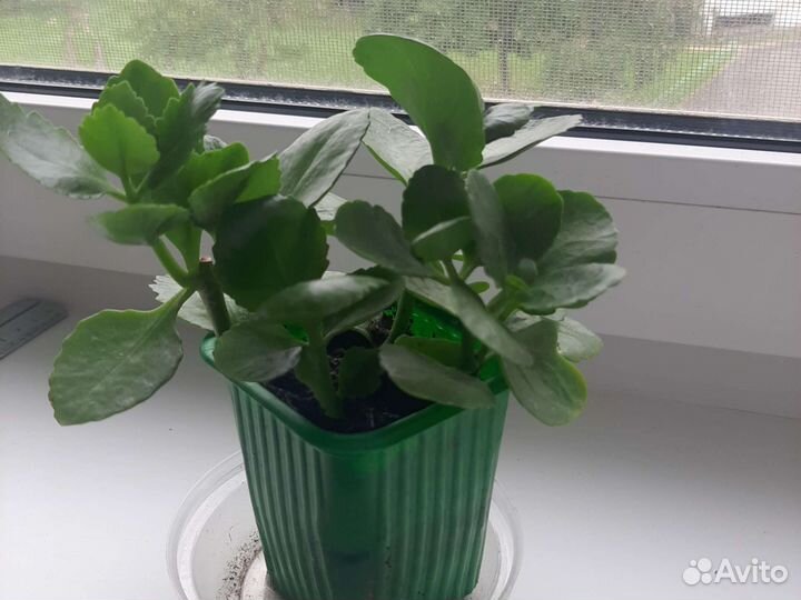 Каланхоэ блоссфельда каландива