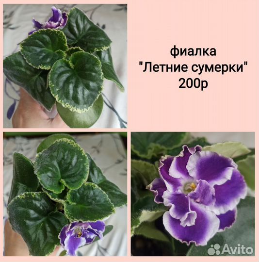 Комнатные растения