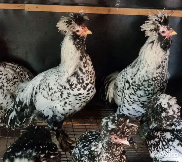 Павловское серебро