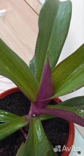 Рео (ладья Моисея)