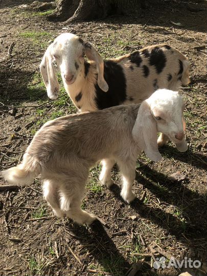 Продаются козлята, козы. Случка. Козье молоко