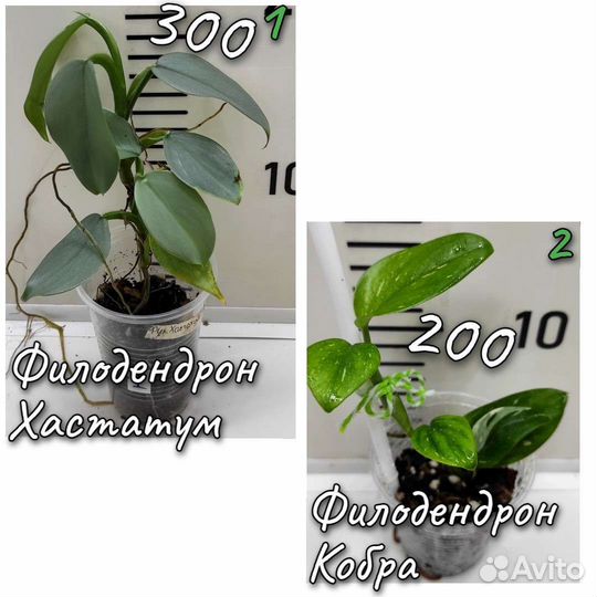 Филодендроны