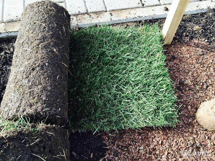 Рулонный газон