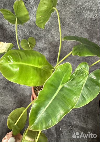 Филодендрон Burle Marx