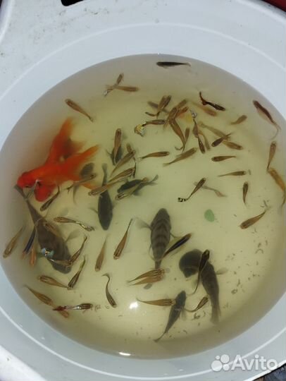 Рыбки гуппи