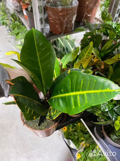Кодиеум кротон /овал / дуб /санни стар