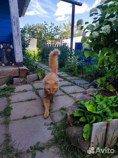 Кот в добрые руки