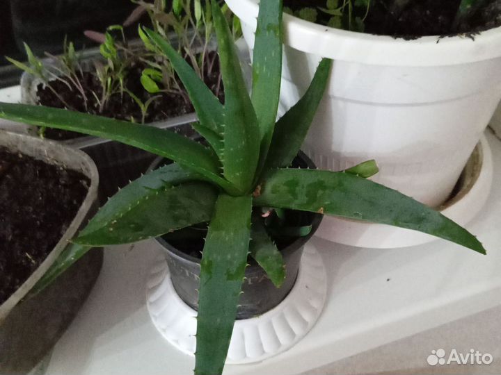 Комнатные цветы алоэ