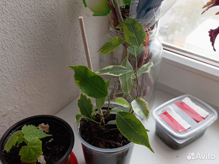 Фикус бенджамина пестролистный