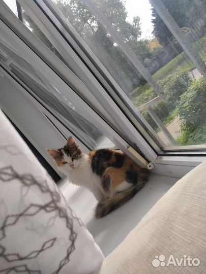 Кошка в дар бесплатно
