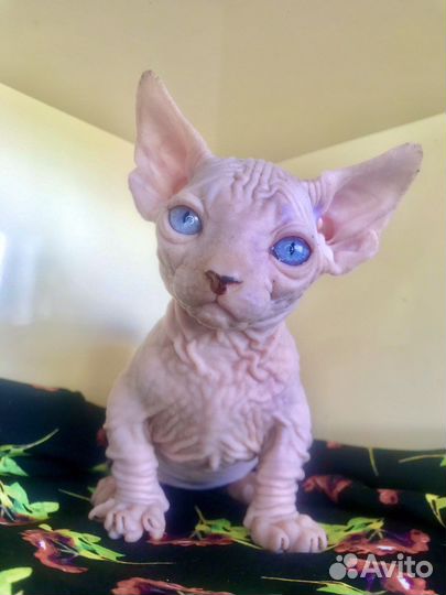 Котята бамбино блондины с голубыми глазами