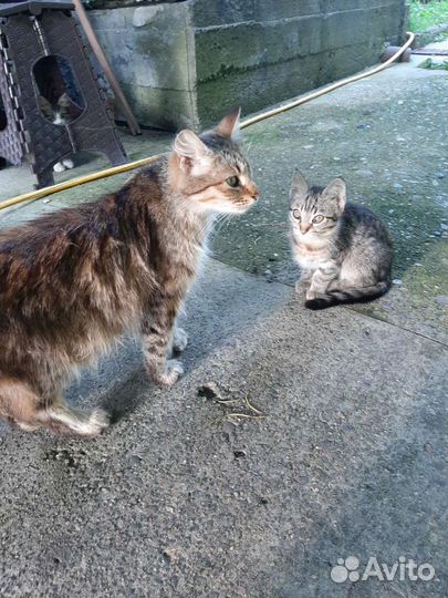 Котята 2 месяца