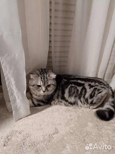 Шотландский кот вязка