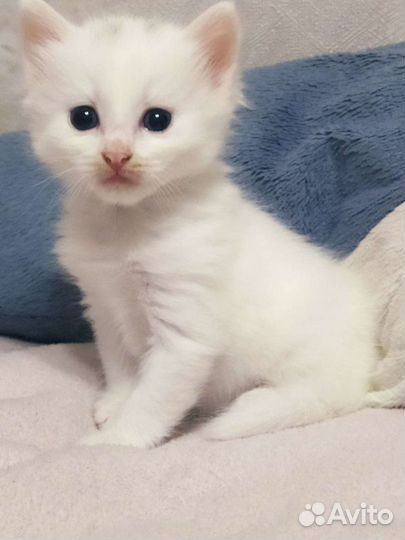 Котята