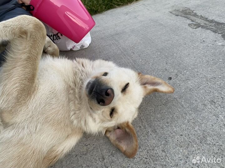 Собака в добрые руки